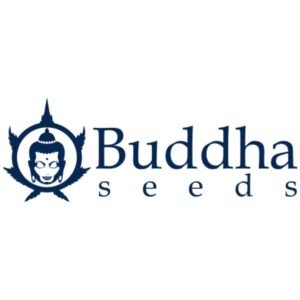 Auto Calamity Jane fem Buddha Seeds