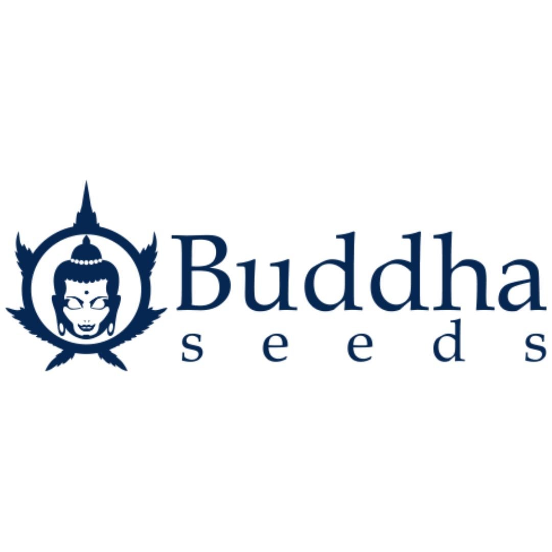 Auto Syrup fem Buddha Seeds