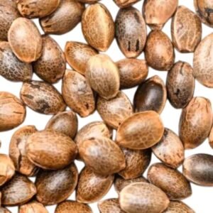 OG Lemon Bilbo Genehtik Seeds