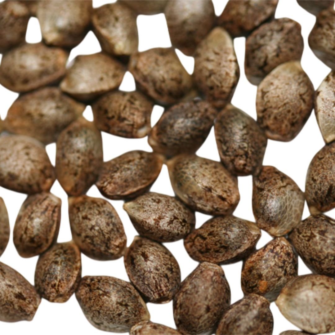 Nefertiti PYRAMID SEEDS