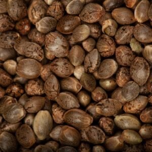 Cream Caramel F1 Sweet Seeds