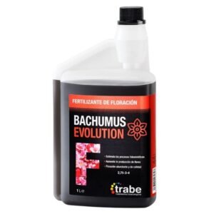 Bachumus Evolution floración Trabe