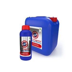 Guanokalong Kalong Bloom