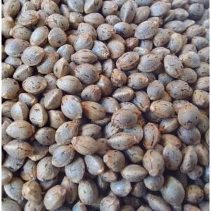 PANAMA FEM ACE SEEDS